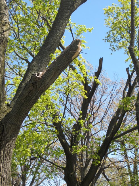 Trees that need pruning.