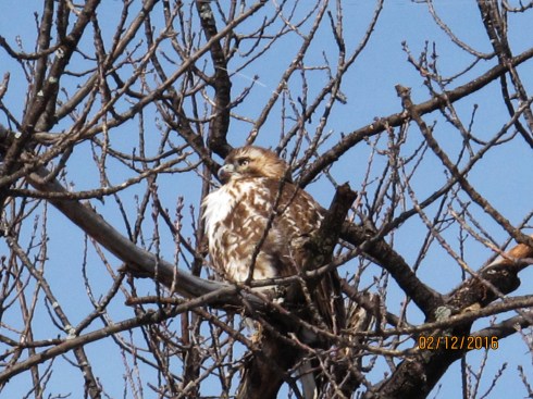 Red-Tailed Hawk, Magazine Beach