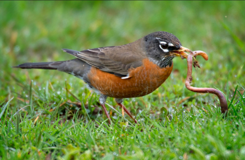 Robin with worm